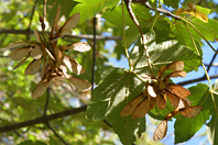 Acer pseudoplatanus